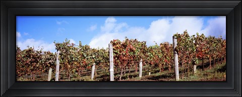 Framed Vines in a vineyard, Napa Valley, Wine Country, California, USA Print