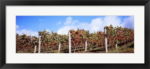 Framed Vines in a vineyard, Napa Valley, Wine Country, California, USA Print