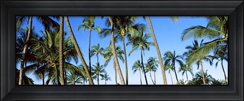 Framed Low angle view of palm trees, Oahu, Hawaii, USA Print