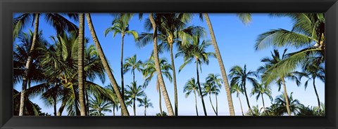 Framed Low angle view of palm trees, Oahu, Hawaii, USA Print