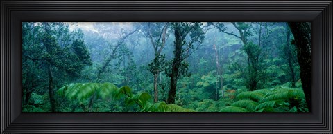 Framed Trees in a rainforest, Hawaii Volcanoes National Park, Big Island, Hawaii, USA Print