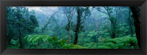 Framed Trees in a rainforest, Hawaii Volcanoes National Park, Big Island, Hawaii, USA Print