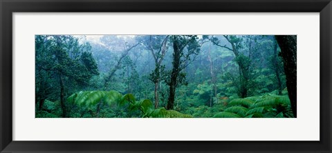 Framed Trees in a rainforest, Hawaii Volcanoes National Park, Big Island, Hawaii, USA Print