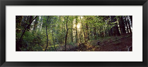 Framed Dogwood trees in a forest, Sequoia National Park, California, USA Print