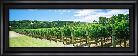 Framed Vineyard, Margaret River, Western Australia, Australia Print