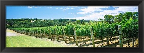 Framed Vineyard, Margaret River, Western Australia, Australia Print