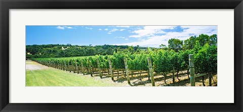 Framed Vineyard, Margaret River, Western Australia, Australia Print