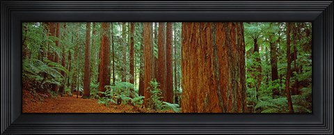 Framed Redwoods tree in a forest, Whakarewarewa Forest, Rotorua, North Island, New Zealand Print