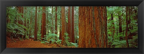 Framed Redwoods tree in a forest, Whakarewarewa Forest, Rotorua, North Island, New Zealand Print