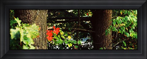 Framed Red Maple Leaves, Connecticut Print