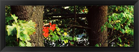 Framed Red Maple Leaves, Connecticut Print