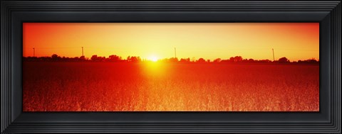 Framed Soybean field at sunset, Wood County, Ohio, USA Print