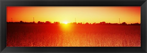 Framed Soybean field at sunset, Wood County, Ohio, USA Print