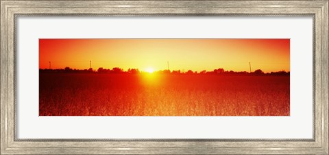 Framed Soybean field at sunset, Wood County, Ohio, USA Print