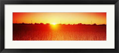 Framed Soybean field at sunset, Wood County, Ohio, USA Print