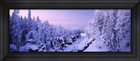 Framed Snow covered trees in a forest, Imatra, Finland Print