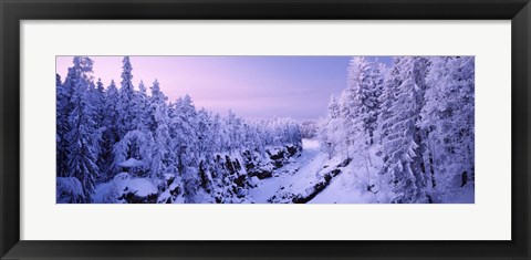 Framed Snow covered trees in a forest, Imatra, Finland Print