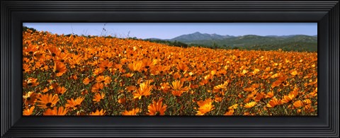 Framed Namaqua Parachute-Daisies flowers in a field, South Africa Print
