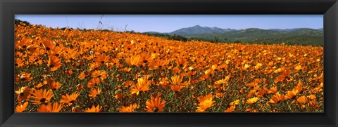 Framed Namaqua Parachute-Daisies flowers in a field, South Africa Print