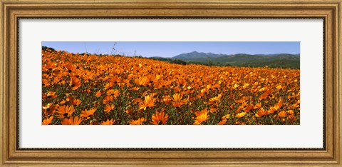 Framed Namaqua Parachute-Daisies flowers in a field, South Africa Print