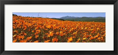 Framed Namaqua Parachute-Daisies flowers in a field, South Africa Print