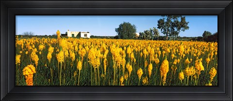 Framed Bulbinella nutans flowers in a field, Northern Cape Province, South Africa Print