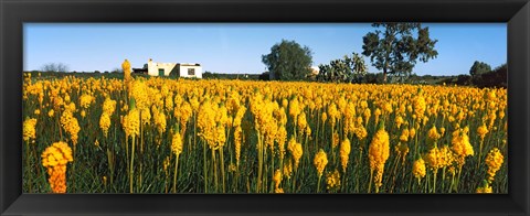 Framed Bulbinella nutans flowers in a field, Northern Cape Province, South Africa Print