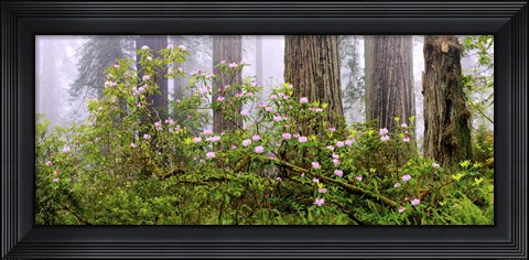 Framed Rhododendron flowers in a forest, Del Norte Coast State Park, Redwood National Park, Humboldt County, California, USA Print