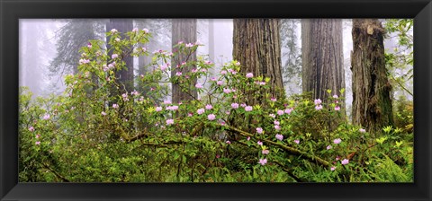 Framed Rhododendron flowers in a forest, Del Norte Coast State Park, Redwood National Park, Humboldt County, California, USA Print