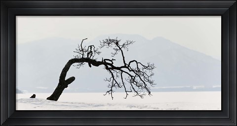 Framed Contorted tree at a frozen lake, Lake Kussharo, Hokkaido, Japan Print
