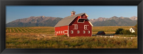 Framed Barn in a field with a Wallowa Mountains in the background, Enterprise, Wallowa County, Oregon, USA Print