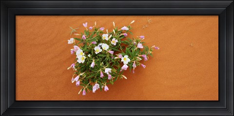 Framed Dune evening primrose flowers in sand, Valley of Fire State Park, Nevada, USA Print