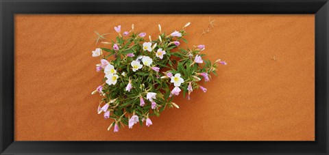 Framed Dune evening primrose flowers in sand, Valley of Fire State Park, Nevada, USA Print