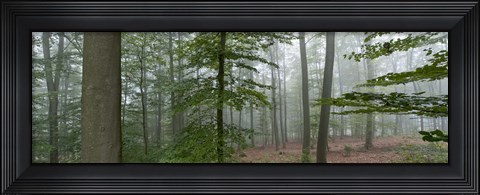 Framed Trees in fog, Trier, Rhineland-Palatinate, Germany Print