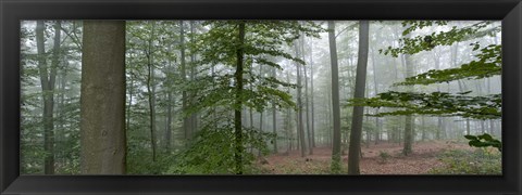 Framed Trees in fog, Trier, Rhineland-Palatinate, Germany Print