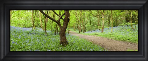 Framed Bluebells growing in a forest, Woolley Wood, Sheffield, South Yorkshire, England Print