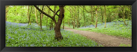 Framed Bluebells growing in a forest, Woolley Wood, Sheffield, South Yorkshire, England Print