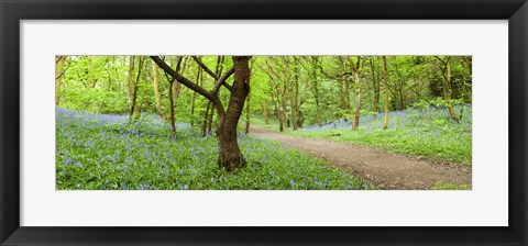 Framed Bluebells growing in a forest, Woolley Wood, Sheffield, South Yorkshire, England Print