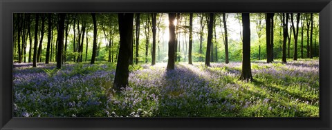 Framed Bluebells growing in a forest in the morning, Micheldever, Hampshire, England Print