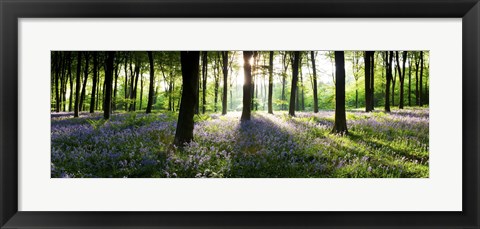 Framed Bluebells growing in a forest in the morning, Micheldever, Hampshire, England Print