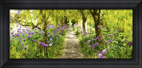 Framed Laburnum trees at Barnsley House Gardens, Gloucestershire, England Print