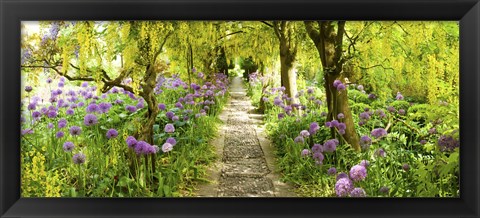 Framed Laburnum trees at Barnsley House Gardens, Gloucestershire, England Print