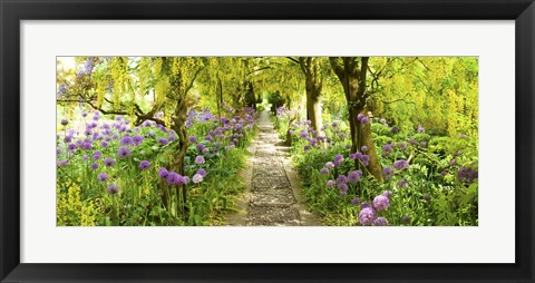 Framed Laburnum trees at Barnsley House Gardens, Gloucestershire, England Print