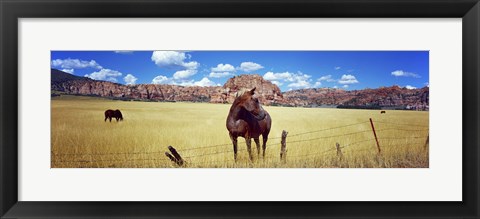 Framed Horses Grazing at Kolob Reservoir, Utah Print