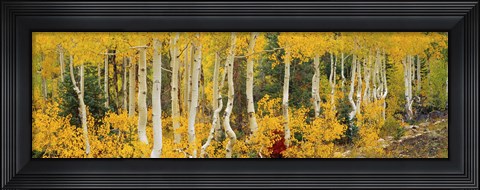 Framed Aspen Trees in Autumn, Dixie National Forest, Utah Print
