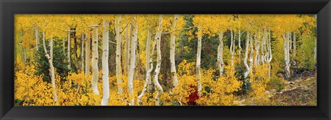 Framed Aspen Trees in Autumn, Dixie National Forest, Utah Print