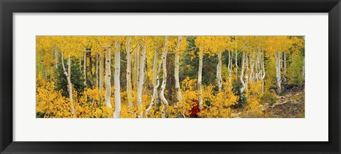 Framed Aspen Trees in Autumn, Dixie National Forest, Utah Print