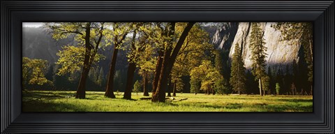 Framed Trees near the El Capitan, Yosemite National Park, California, USA Print