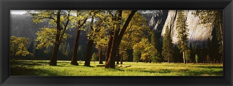 Framed Trees near the El Capitan, Yosemite National Park, California, USA Print