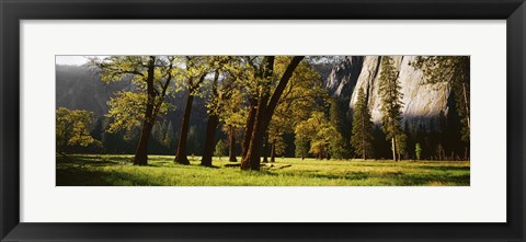 Framed Trees near the El Capitan, Yosemite National Park, California, USA Print